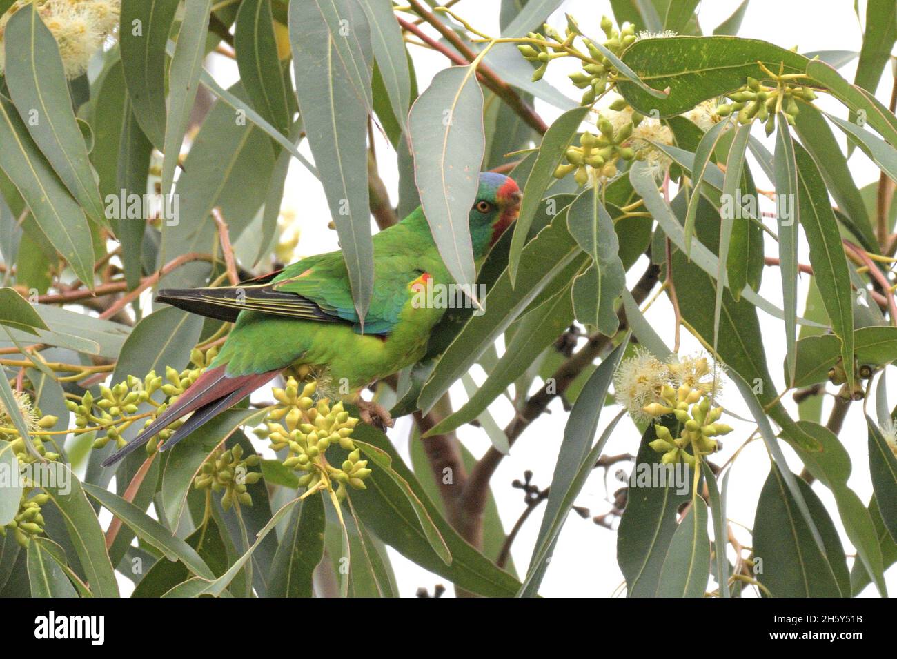 Critically endangered Swift Parrots feeding in Blue Gum eucalyptus