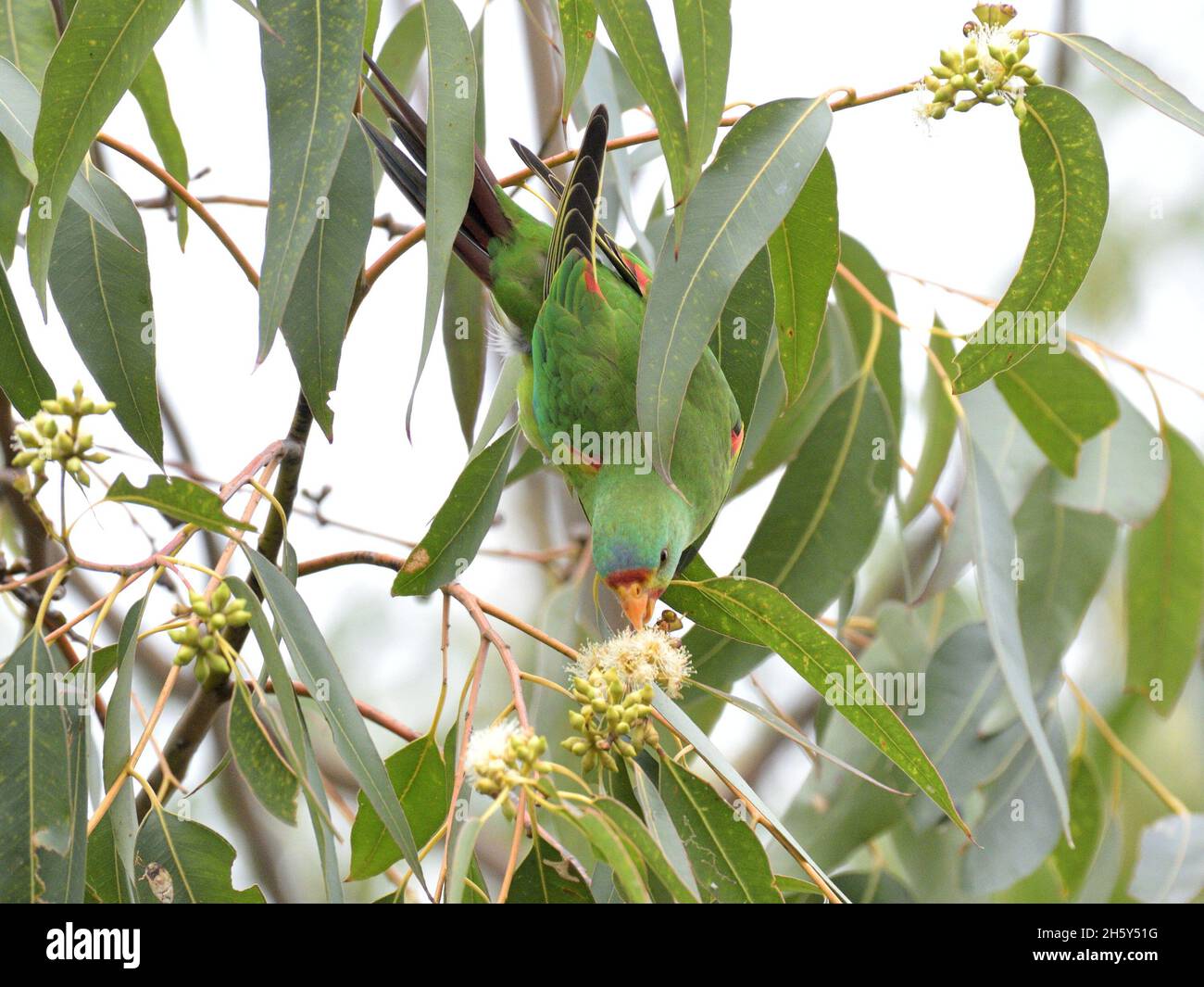 Critically endangered Swift Parrots feeding in Blue Gum eucalyptus