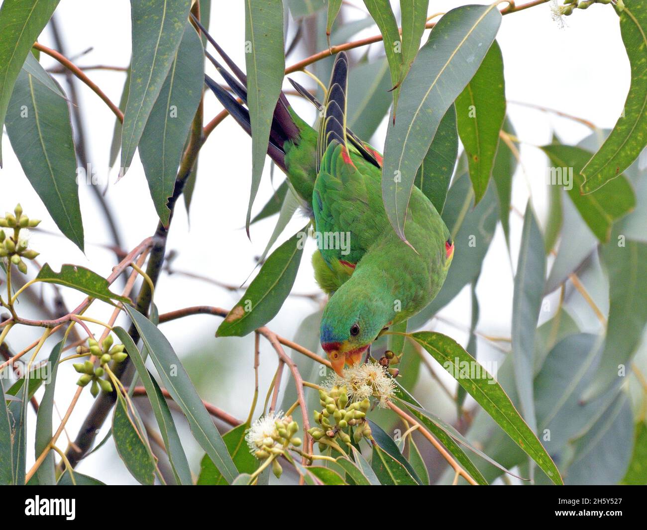 Critically endangered Swift Parrots feeding in Blue Gum eucalyptus