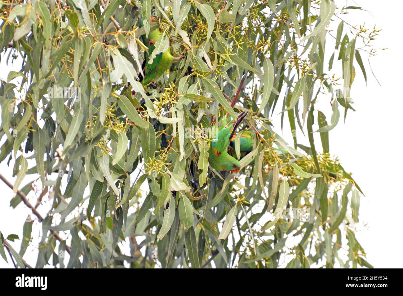 Critically endangered Swift Parrots feeding in Blue Gum eucalyptus