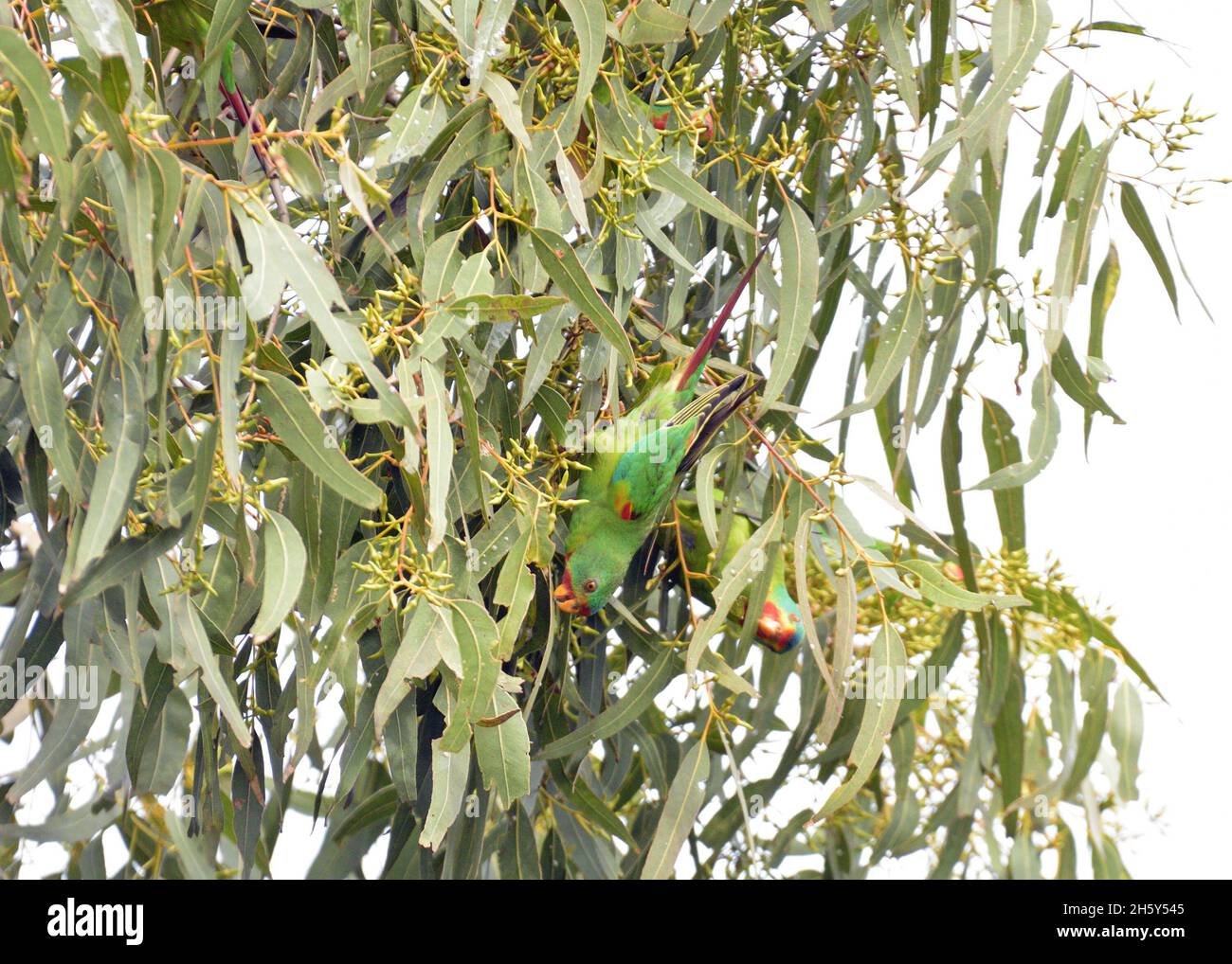 Critically endangered Swift Parrots feeding in Blue Gum eucalyptus