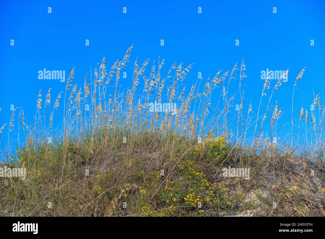 Sea oats against a blue sky, North Carolina, Outer Banks Stock Photo