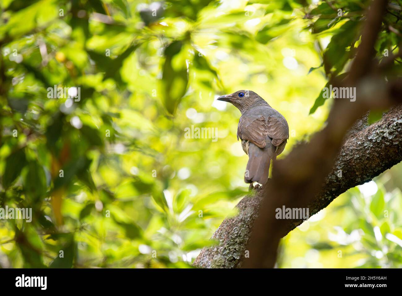 A female Satin Bower Bird in the trees at Stanwell Park, NSW Australia Stock Photo