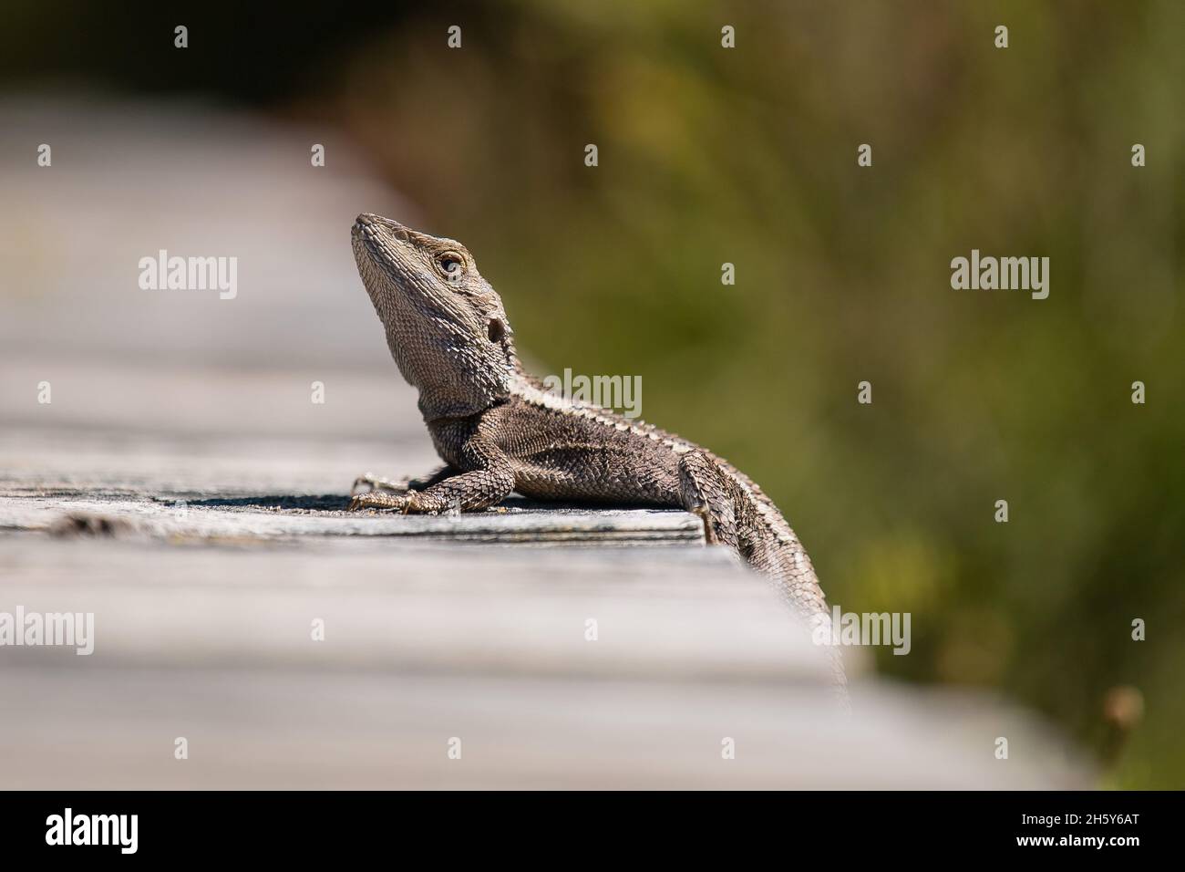 A water dragon on a boardwalk, photographed near Stanwell Tops, NSW Australia Stock Photo