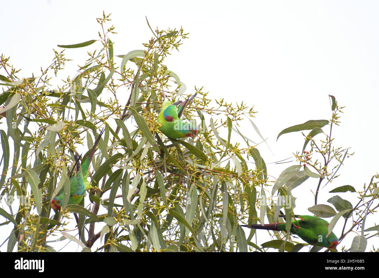 Critically endangered Swift Parrots feeding in Blue Gum eucalyptus