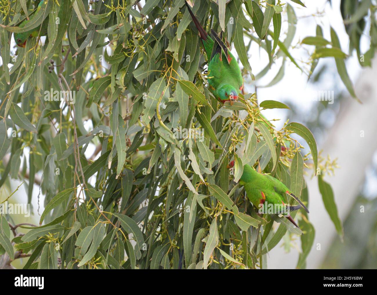 Critically endangered Swift Parrots feeding in Blue Gum eucalyptus