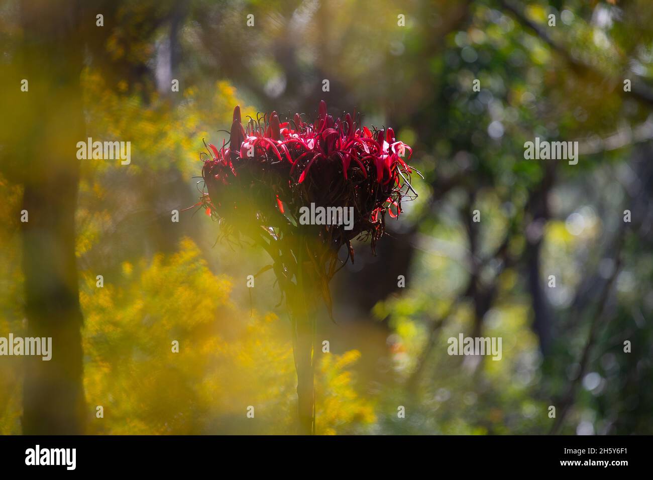 Gymea Lily in the Royal National Park. Sydney, NSW Stock Photo