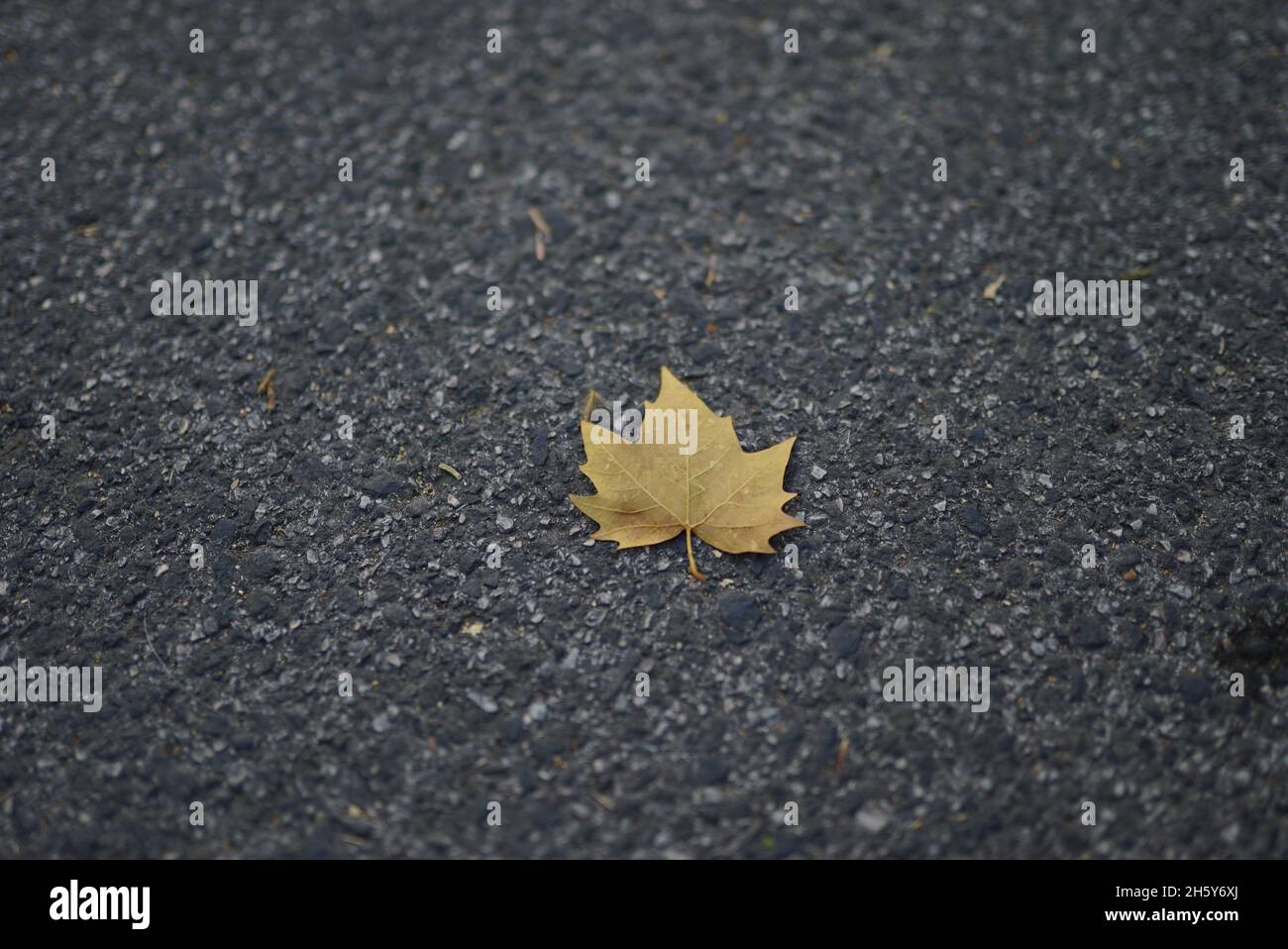 Closeup of fallen maple leaf on the asphalt ground Stock Photo - Alamy