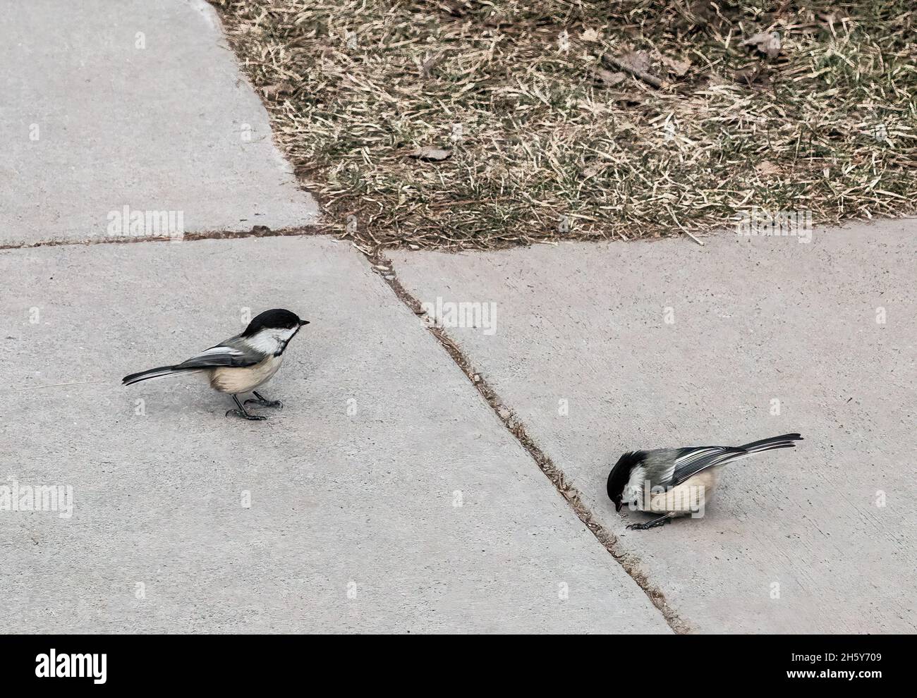 Two little black-capped chickadees standing on the sideway at Jay Cooke State Park in Carlton, Minnesota USA on a winter day. Stock Photo