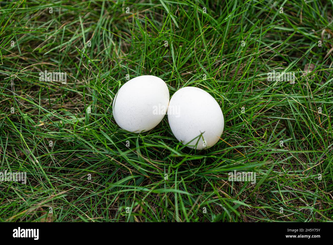chicken egg- palatable profitable dietary natural product husbandry. two white chicken eggs are lying on the green grass. Stock Photo