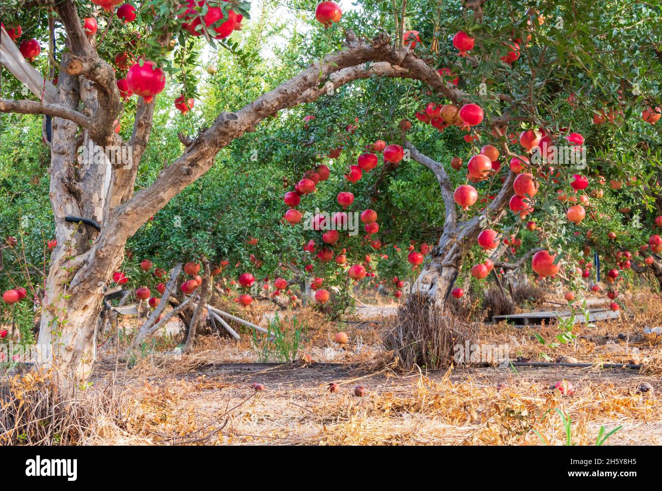 A pomegranate orchard with rows of trees with ripe fruits on the