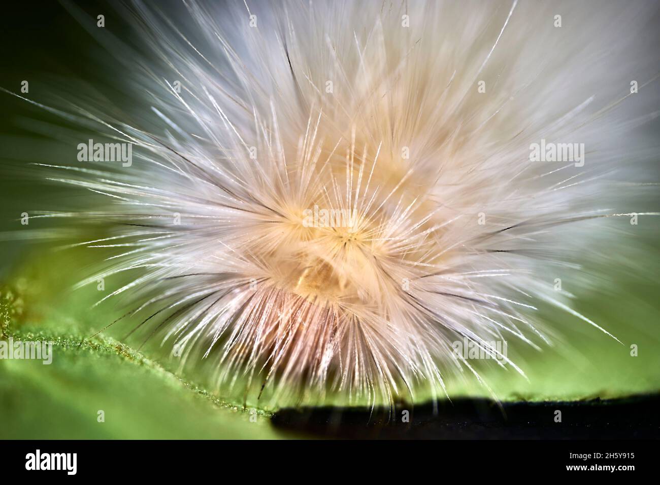 Seta Insect Hair caterpillar insect hair white testure nature Stock Photo - Alamy