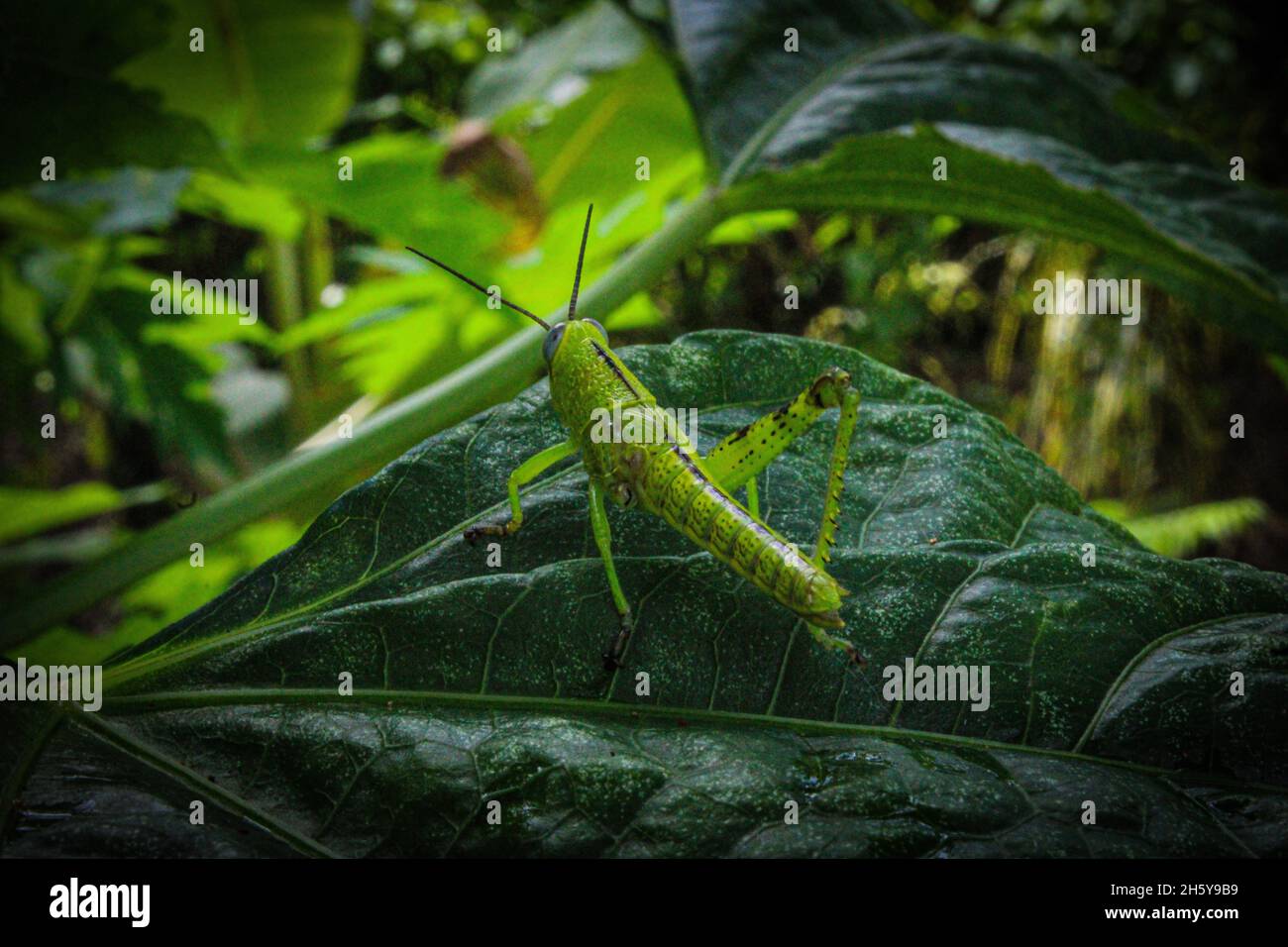 A green grasshopper on a green leaf Stock Photo