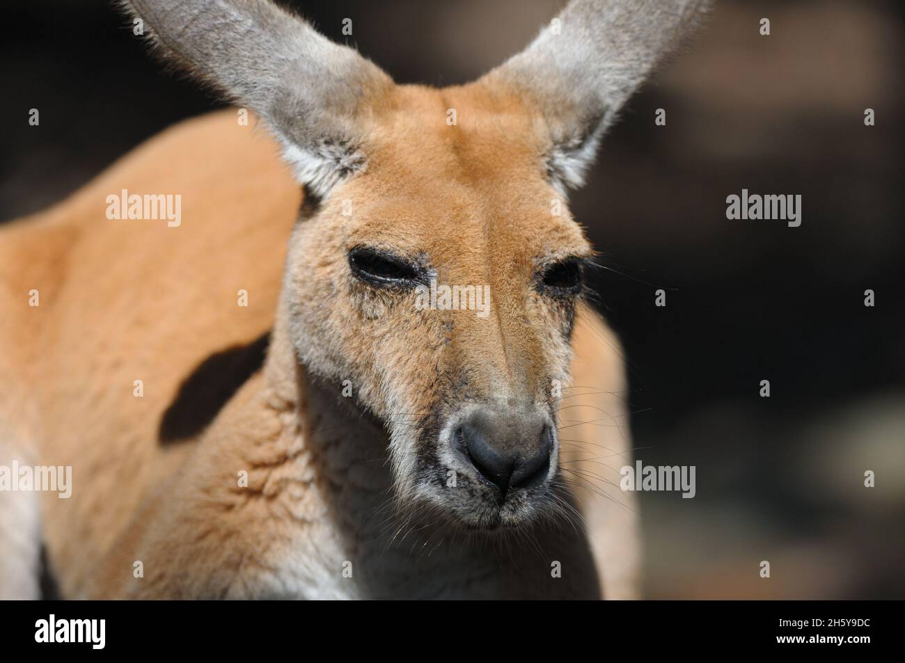 Portrait of a male Red Kangaroo (Macropus rufus) in Australia. The Red Kangaroo is the largest kangaroo species Stock Photo