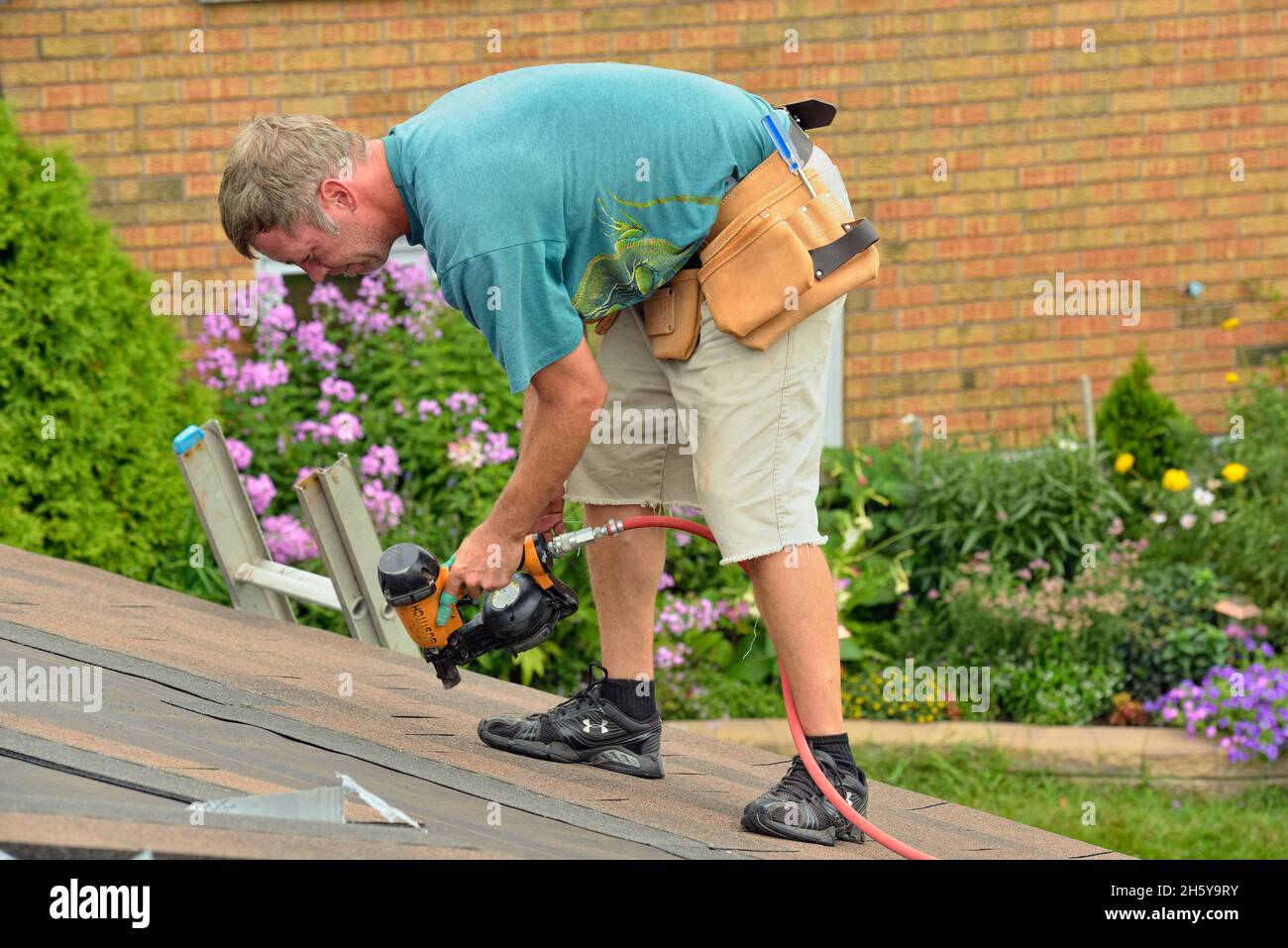 Installing shingles on a roof. Using an automatic shingle nailer