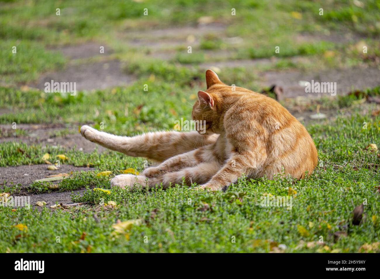 Cute, fluffy cat sitting on the grass in a park Stock Photo - Alamy