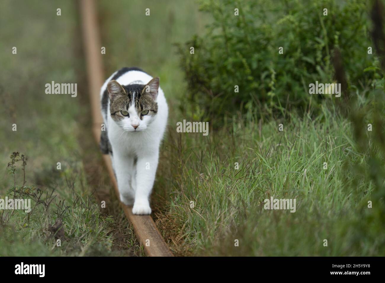 Cute, fluffy cat walking outdoors on a blurred background Stock Photo ...