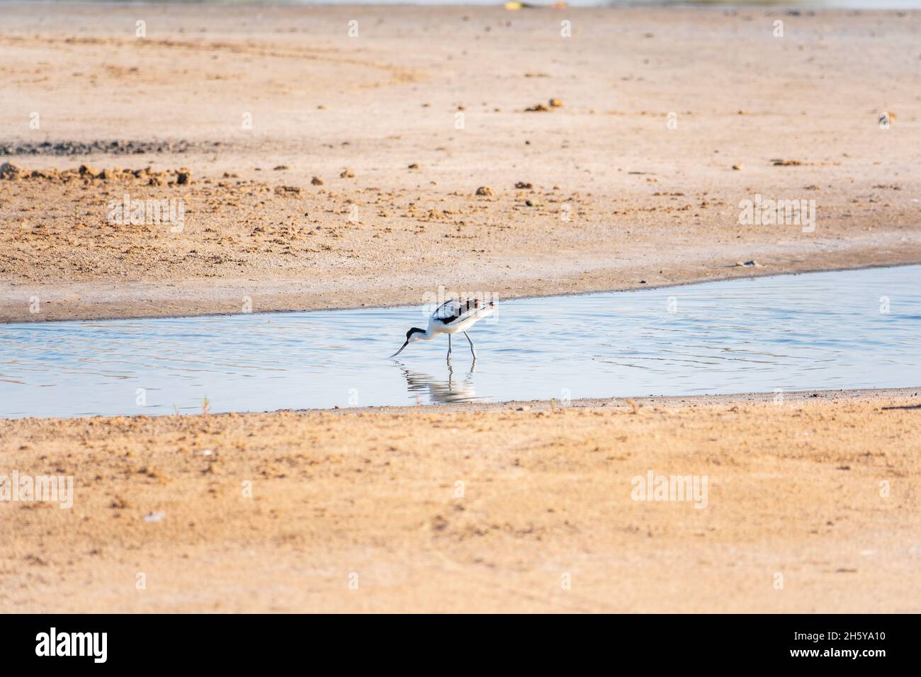 The pied avocet, Recurvirostra avosetta, is a large black and white ...
