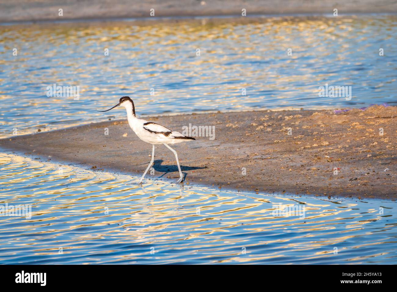 The pied avocet, Recurvirostra avosetta, is a large black and white ...