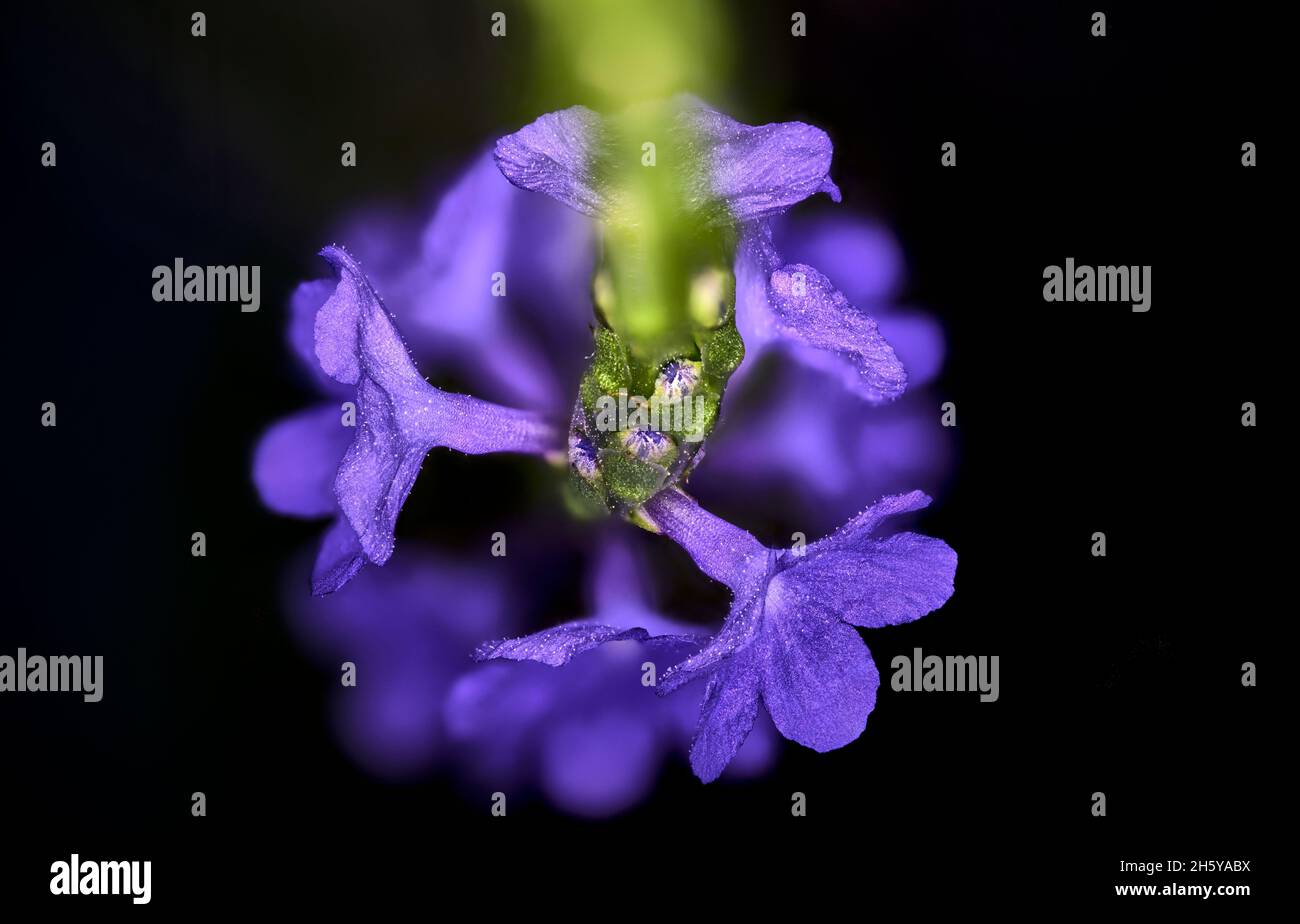 Blue purple flower nature hi-res stock photography and images - Alamy