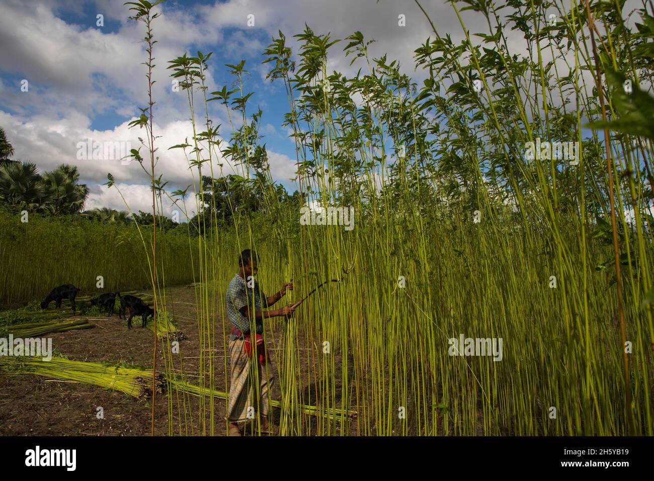 Jute harvesting in bangladesh hi-res stock photography and images - Alamy