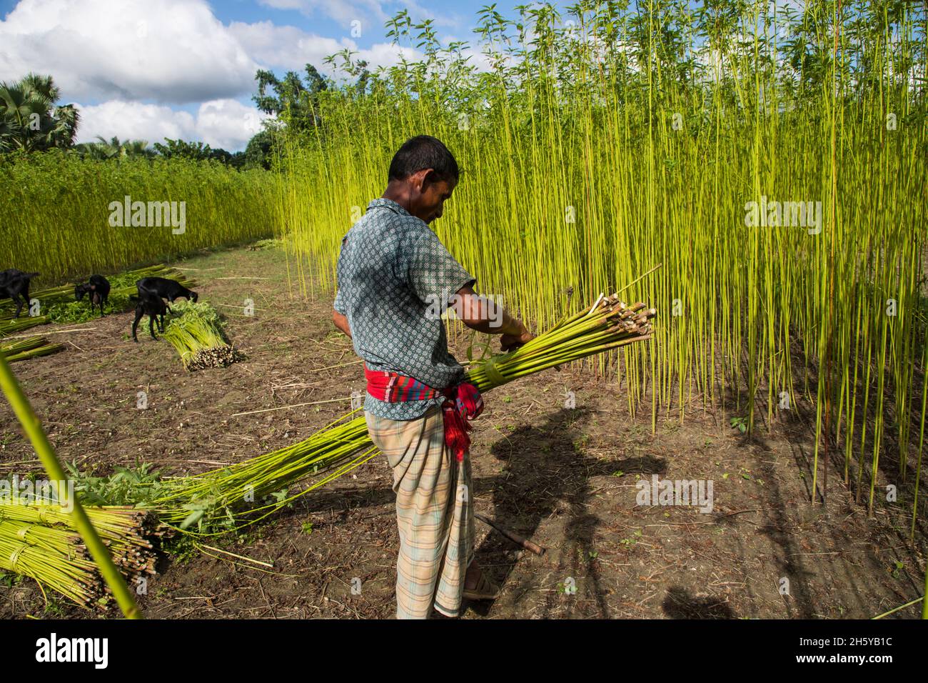 Harvesting jute at Faridpur in Bangladesh Stock Photo - Alamy
