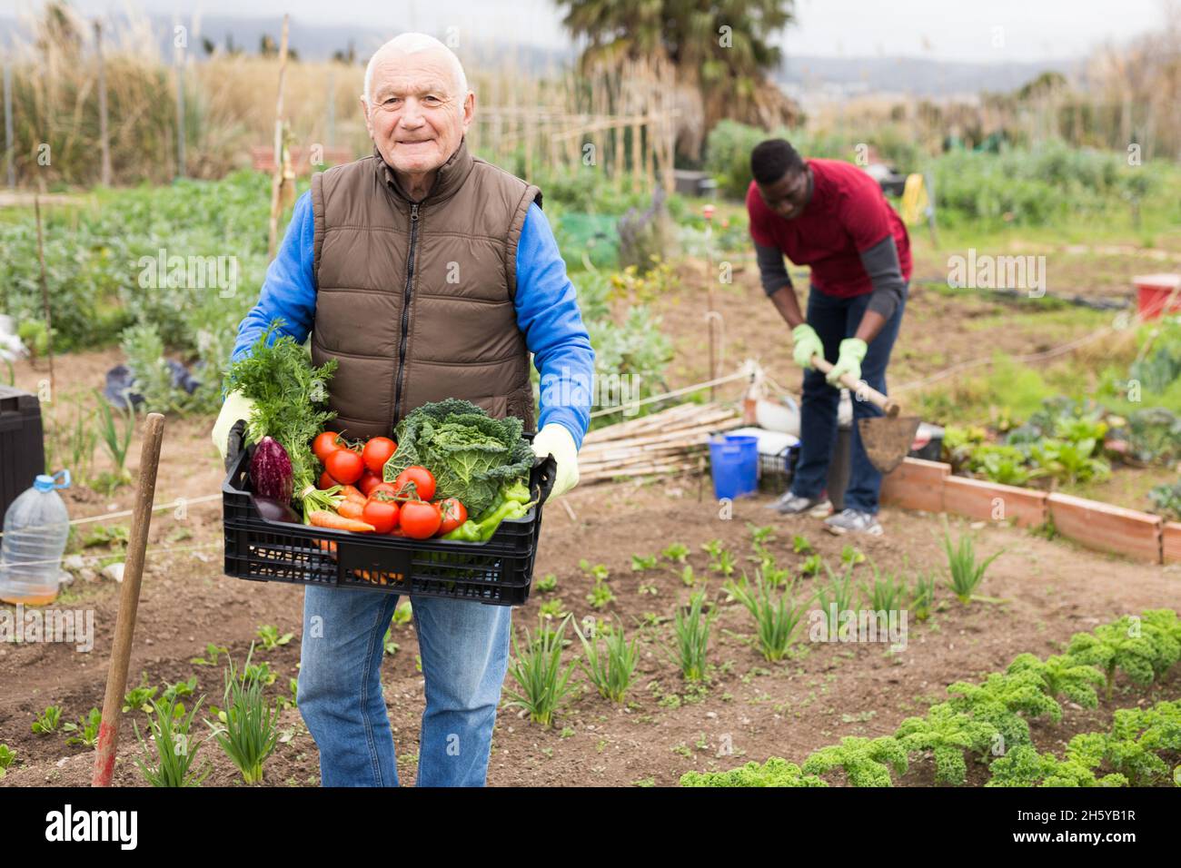 Smiling elderly man harvesting vegetables in a box Stock Photo - Alamy