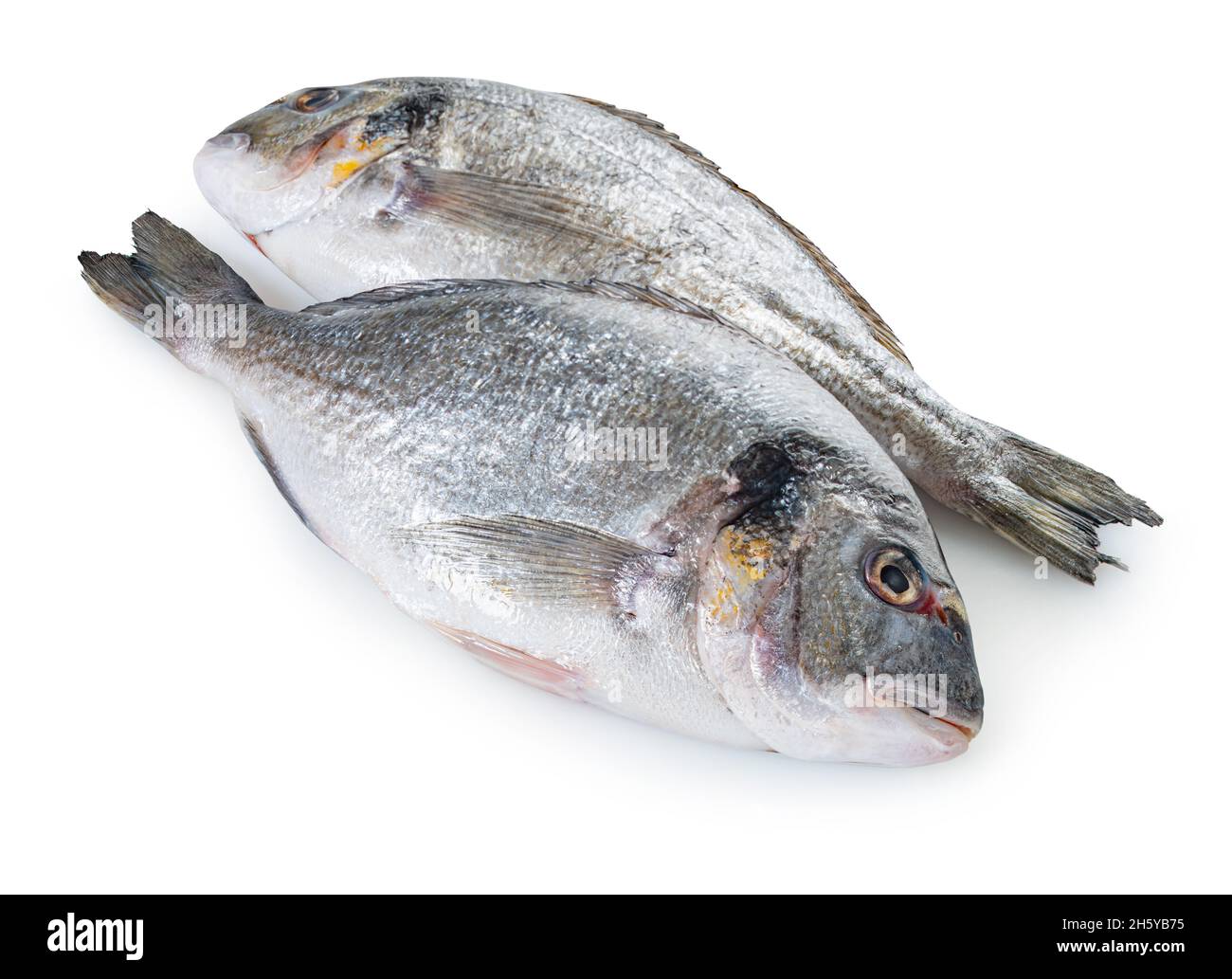 raw dorado fish on white isolated background Stock Photo - Alamy