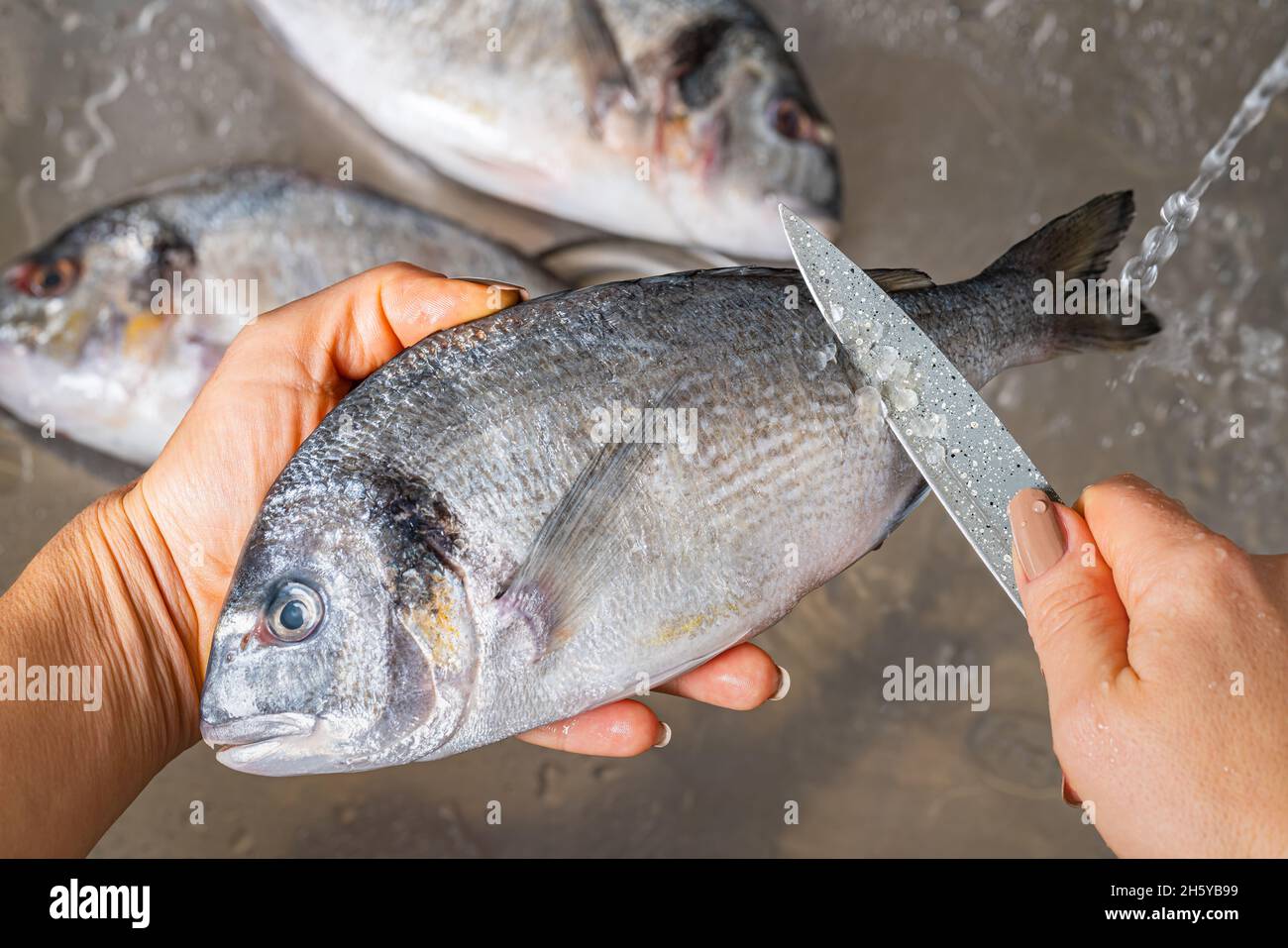 Dorado fish scales cleaning, hands woman closeup Stock Photo Alamy