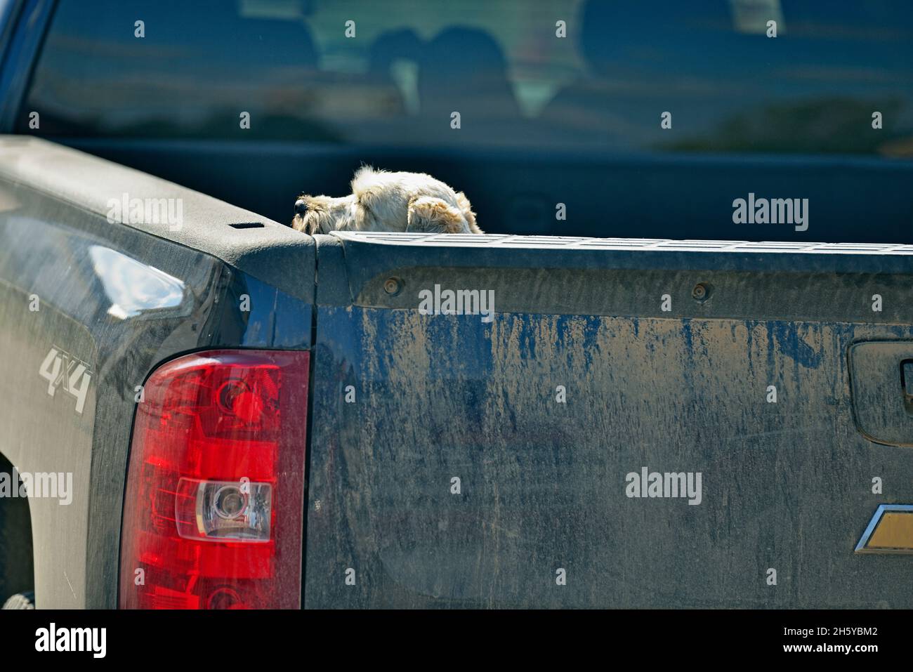 Family pet in the back of a dusty pickup truck, Peace River, Alberta, Canada Stock Photo