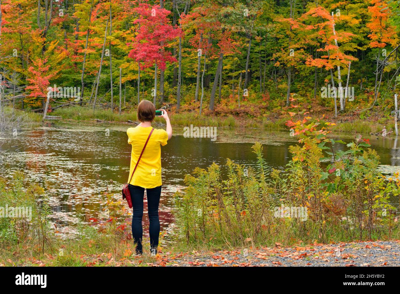 Young lady taking pictures of autumn colour, Nobel, Ontario, Canada Stock Photo