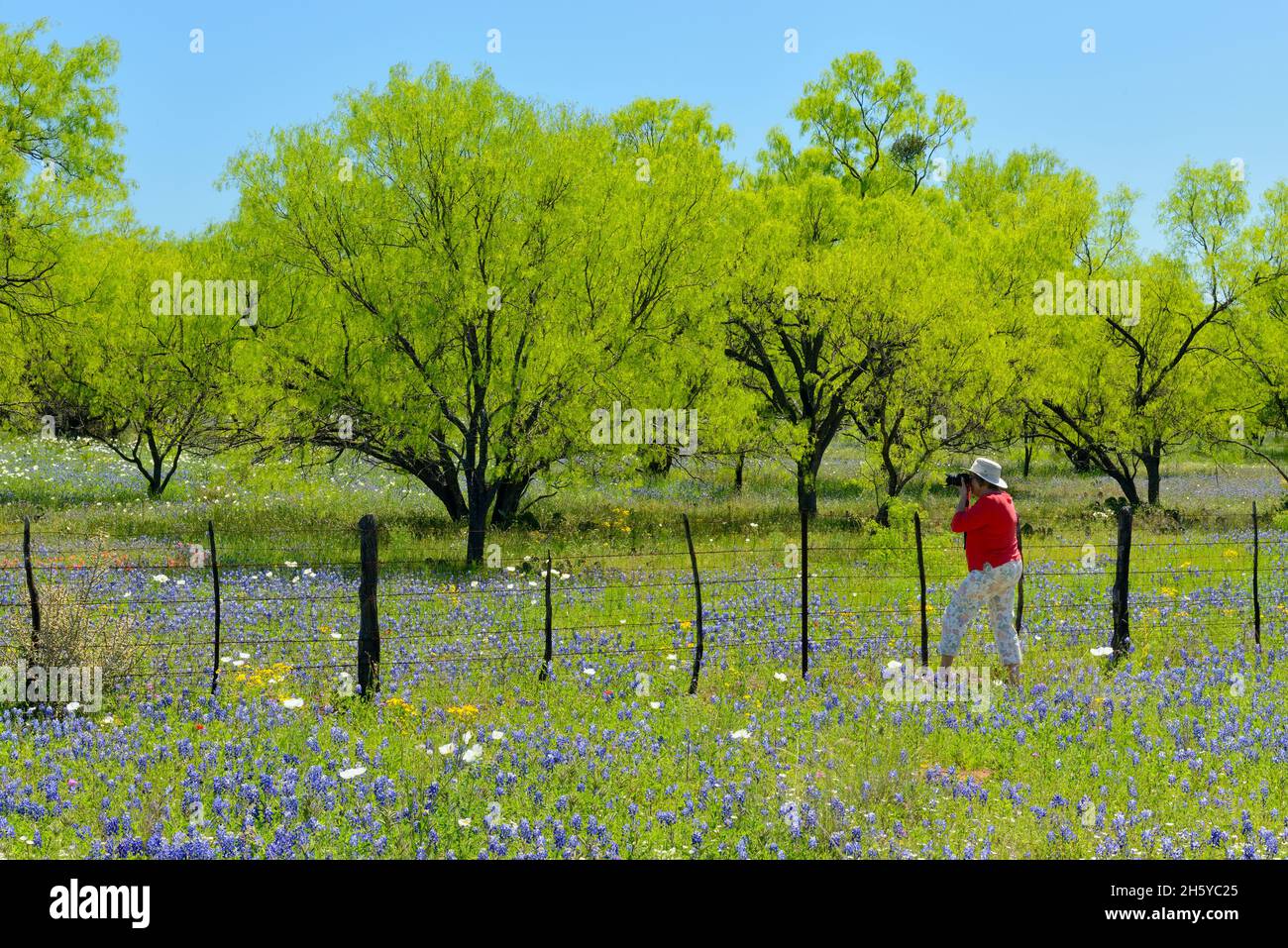 Wildflowers along the Art Hedwigs Hill Road, Mason County, Texas, USA Stock Photo