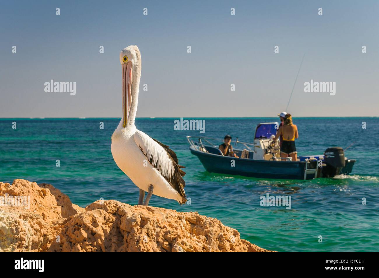 An Australian pelican stands on a rocky coastline grooming as three anglers pass in a motorized fishing boat at Coral Bay in Western Australia. Stock Photo