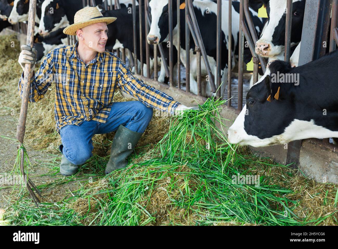 Hardworking man feeds cows with fresh grass Stock Photo