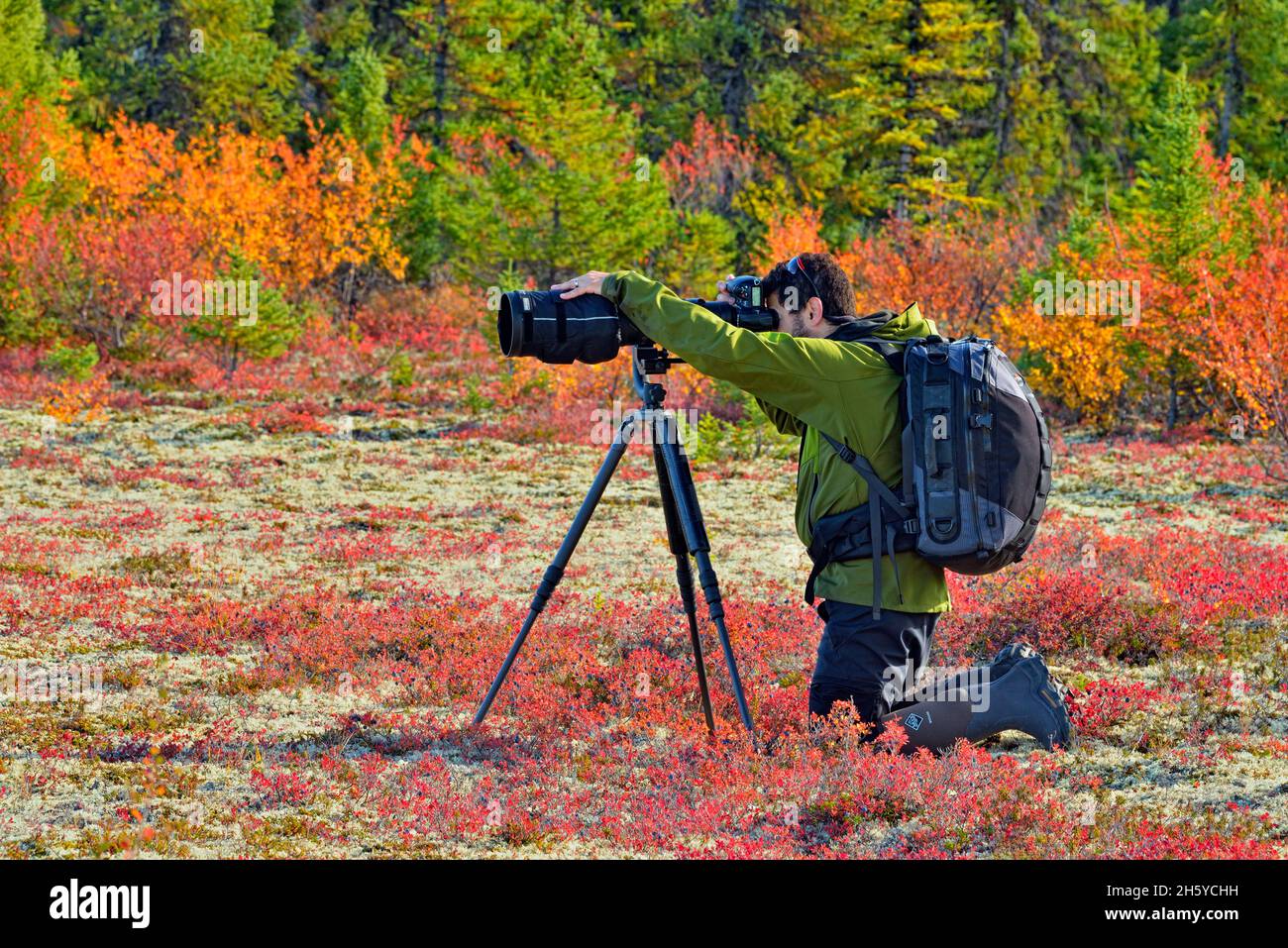 Photographer in taiga landscape in early autumn, Arctic Haven Lodge, Nunavut, Canada Stock Photo