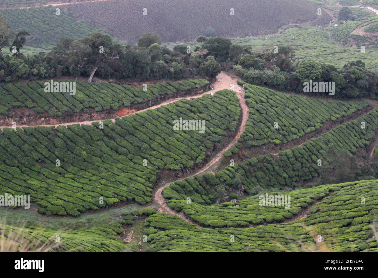 Tea plantation on hills, Ooty, Tamil Nadu, India Stock Photo Alamy