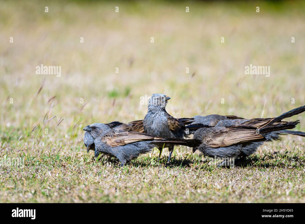 Apostle birds gather together in a circle on the ground with a lookout in the middle feeding on grass seeds on a property in QLD in outback Australia. Stock Photo