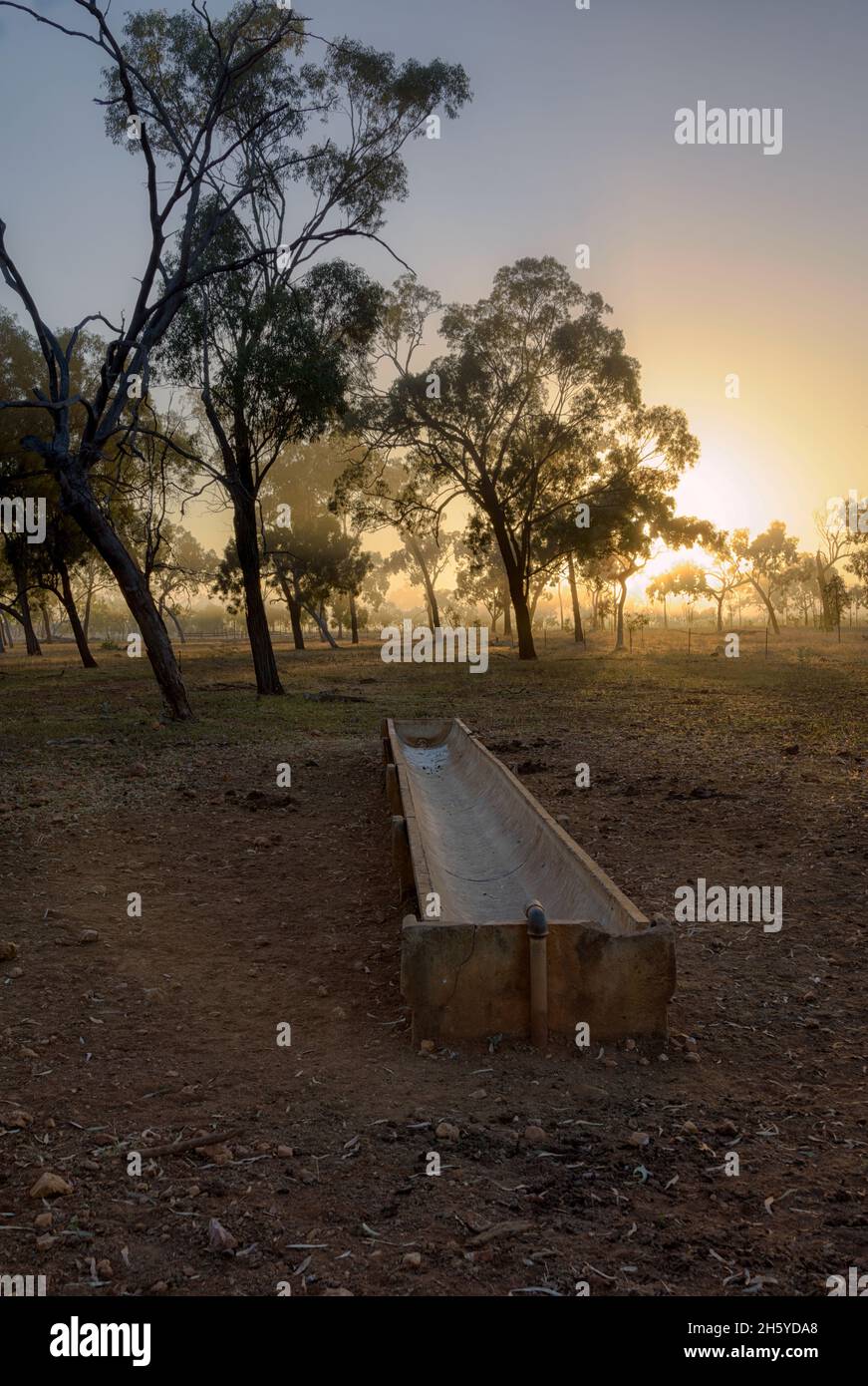 An empty concrete feed trough points at trees surrounded by a cold misty morning on a western Queensland property  in outback Australia. Stock Photo