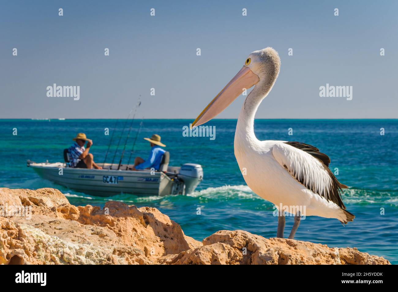 An Australian pelican stands on a rocky coastline watching the passing of two fishermen in an aluminium dinghy in Coral Bay in Western Australia. Stock Photo