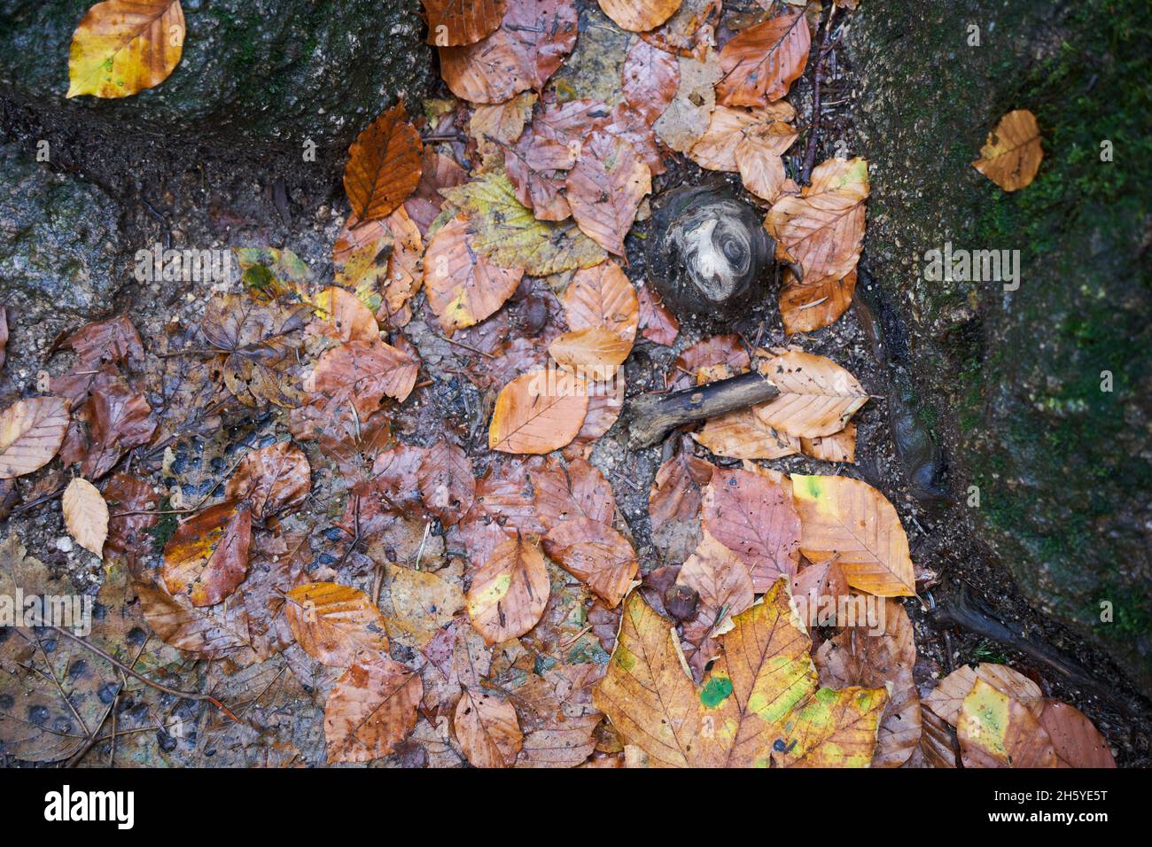 Top view of autumn leaves fallen on the muddy ground Stock Photo - Alamy
