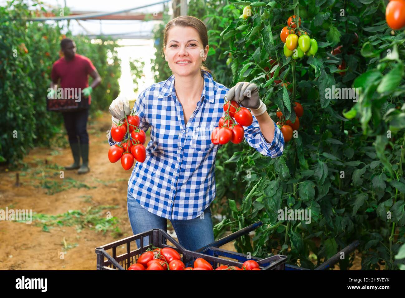 Successful female farmer showing crop of plum tomatoes in greenhouse ...