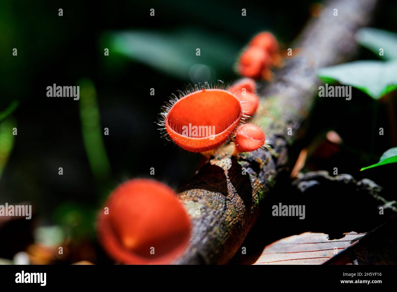 Close up Fungi cup red mushroom Stock Photo