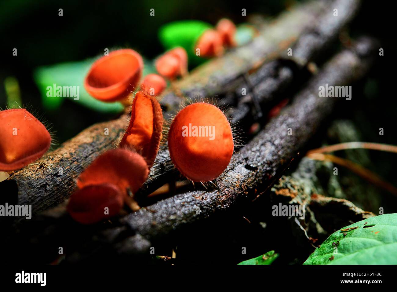 Close up Fungi cup red mushroom Stock Photo