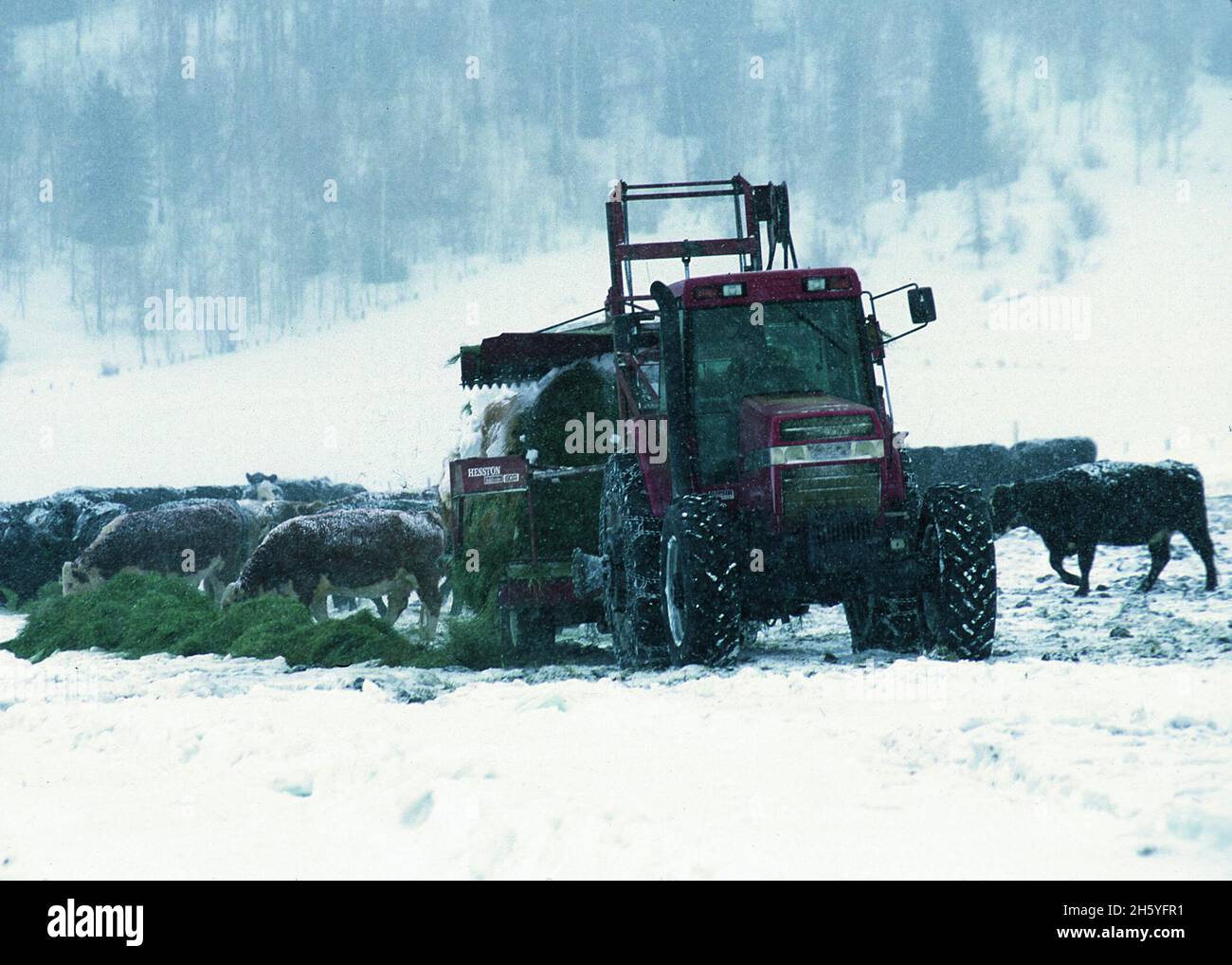 A rancher feeding cattle hay in winter ca. 2011 or earlier Stock Photo ...