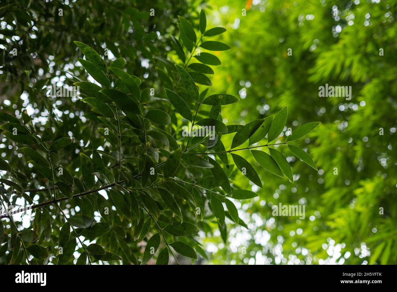 July 2017. Almacega (Agathis philippinensis) is the source of the resin which is one of the main non-timber forest products driving the local economy. Kayasan, Barangay Tagabinet, Palawan, Philippines. Stock Photo