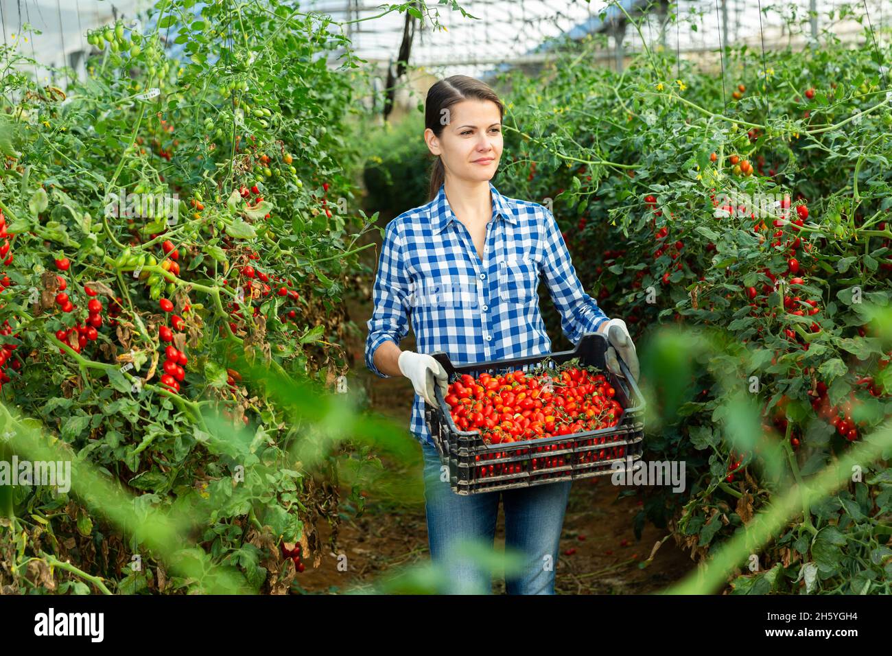 Woman farmer carrying box with cherry tomatoes Stock Photo - Alamy