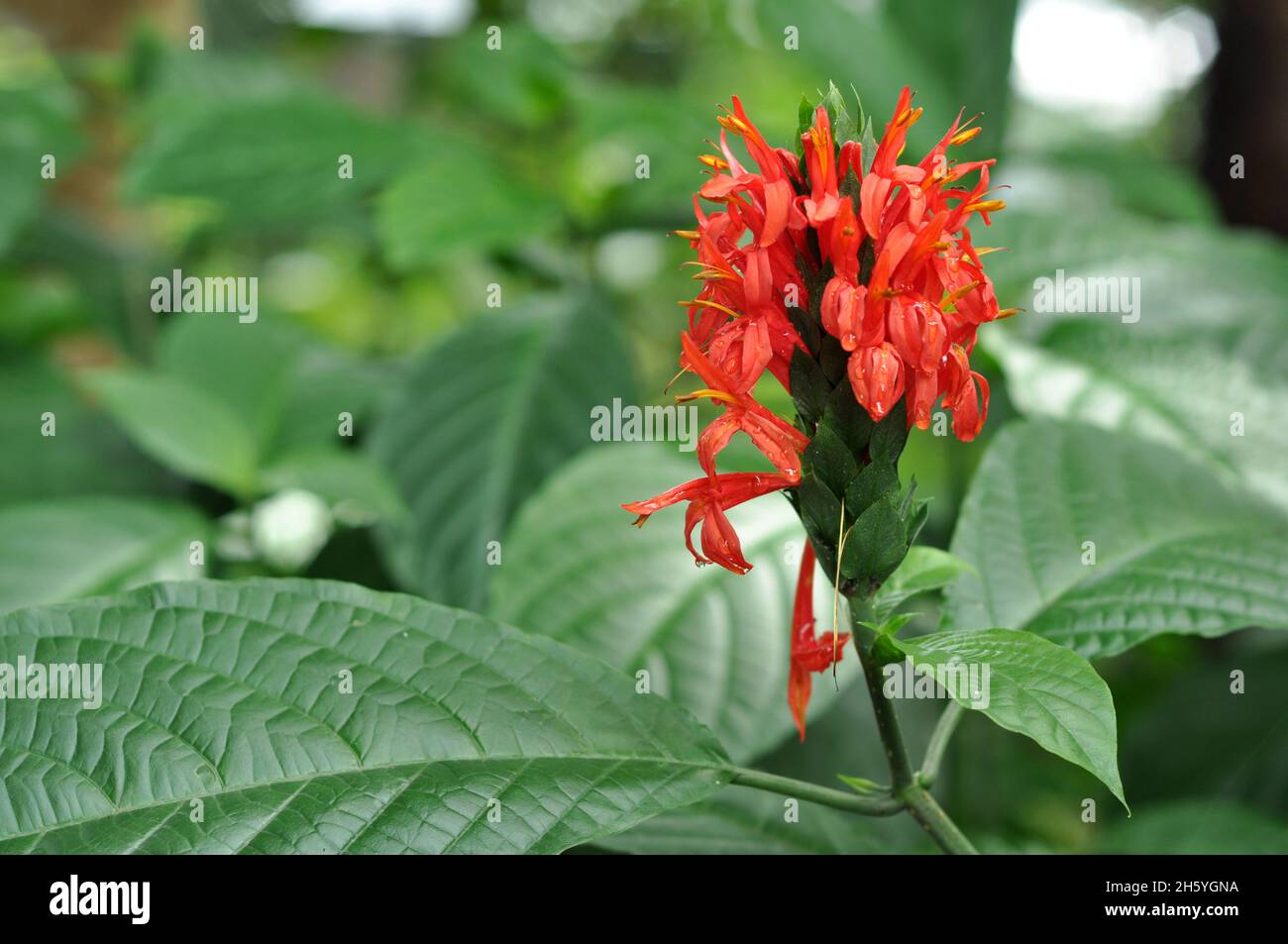 Close up of Pachystachys coccinea or the Cardinals guard flower green background. This flower can grow to be two to six feet tall, though cultivated p Stock Photo