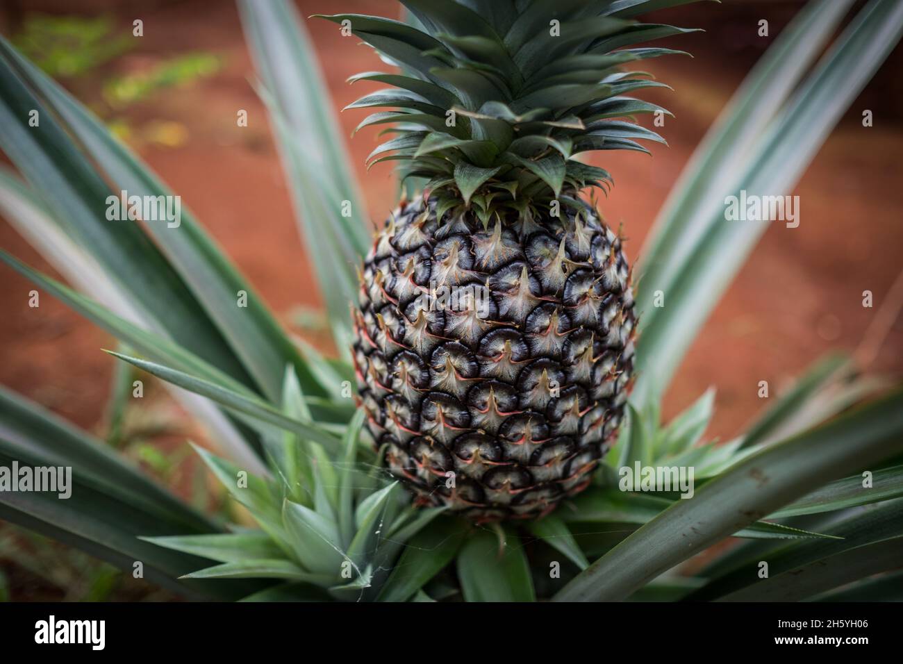 July 2017. Pineapple is a common fruit grown locally for sale and