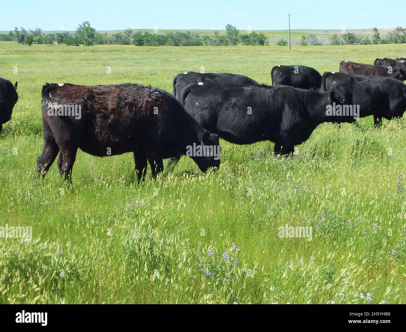 Black angus cattle grazing in a lush pasture, cows facing right Stock ...