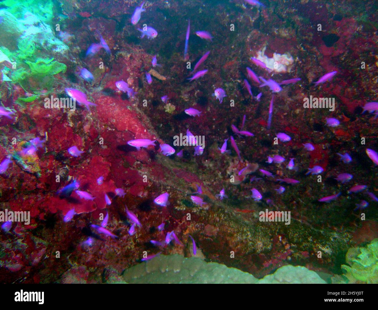 Reef scene with school of purple queen fish (Pseudanthias pascalus) Stock Photo